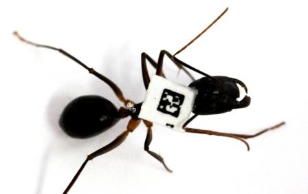 Barcoded ant in the lab of Dr. Ofer Feinerman
